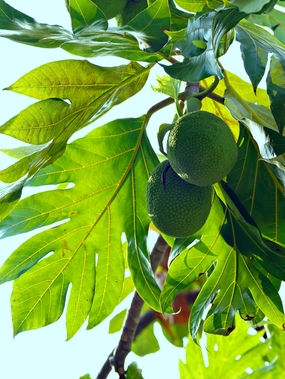 挂在枝头未成熟的面包果图片